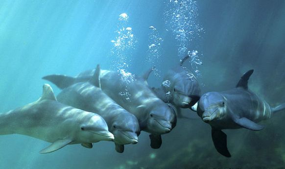 dolphin_pack_in_xcaret_mexico
