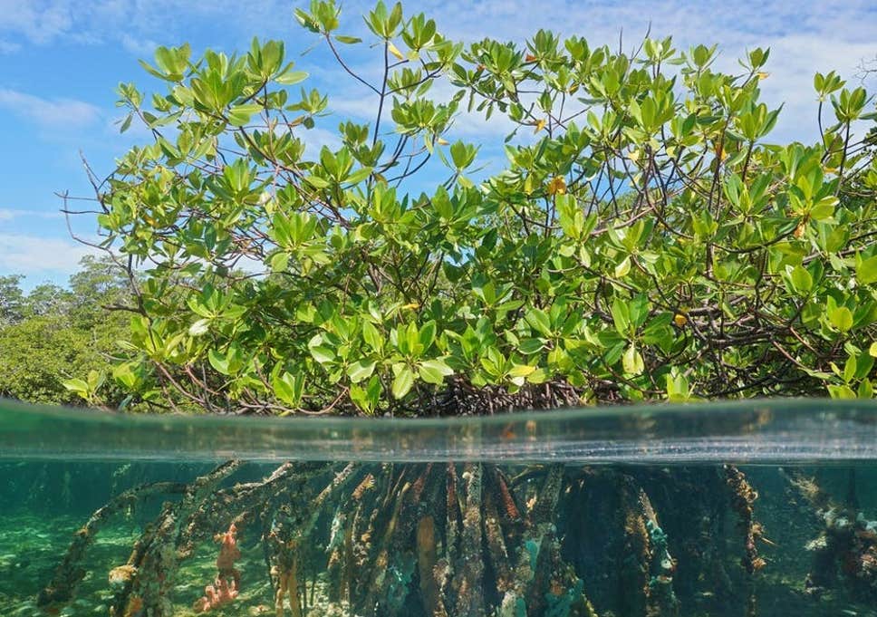 The money in mangroves: how our coastal forests save us billions – Marine  Madness