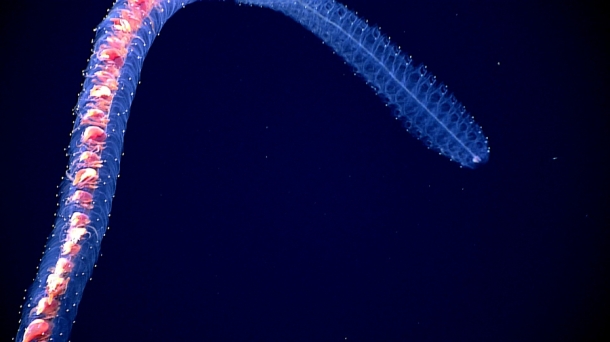 Close up siphonophore NOAA