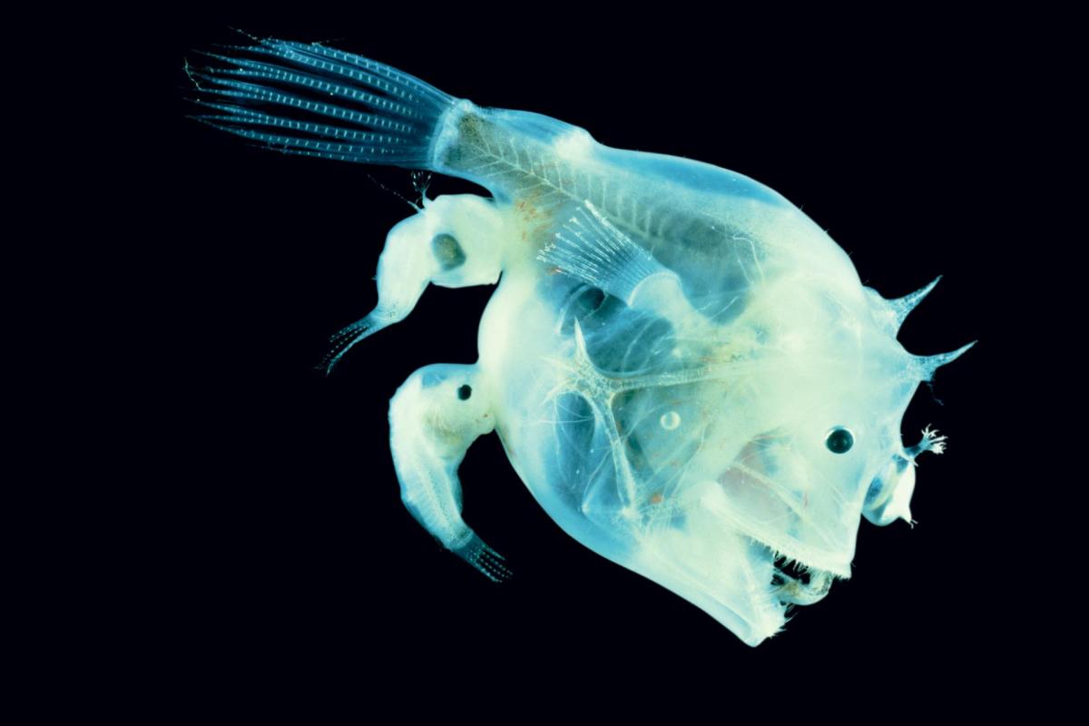 male angler fish fuse
